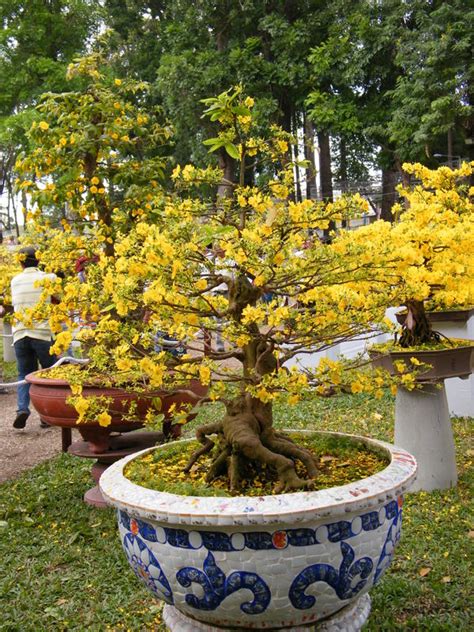 Traditional flower of South Viet Nam " Hoa Mai