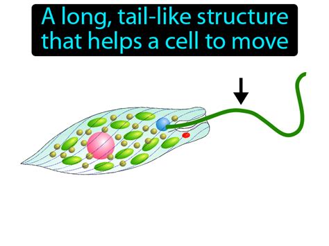 Flagellum Definition & Image | GameSmartz