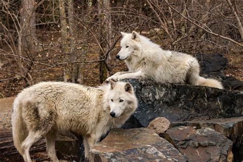 International Wolf Center | Explore Minnesota