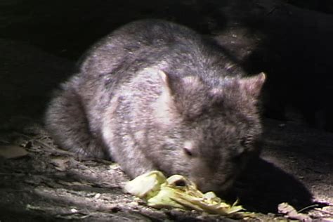 Close Up Of A Wombat Eating Grass Stock Footage Video 2671355 - Shutterstock