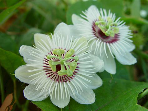 Passiflora foetida - UF/IFAS Assessment - University of Florida ...