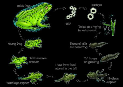 Frog life cycle | Illustration used in Gr 4-6 Natural Scienc… | Flickr