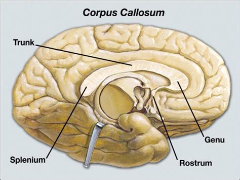 Corpus Callosum : Anatomy, Location & Function - Anatomy Info