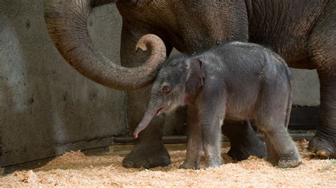 Zoo: Baby elephant will stay in Portland, Ore.