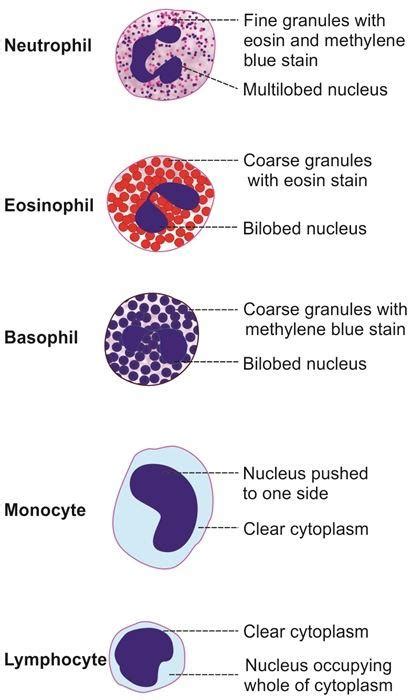 Types Of White Blood Cells And Functions