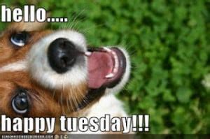 Tuesday Dog Quotes. QuotesGram