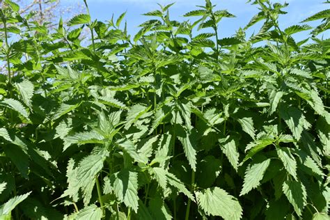 Wild Edible Spotlight: Stinging Nettle - Round the Bend Farm