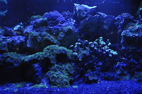 LED Lighting for Your Freshwater Aquarium Pros and Cons