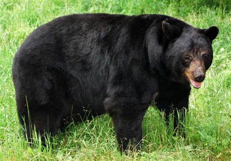 American Black Bear | Coniferous Forest