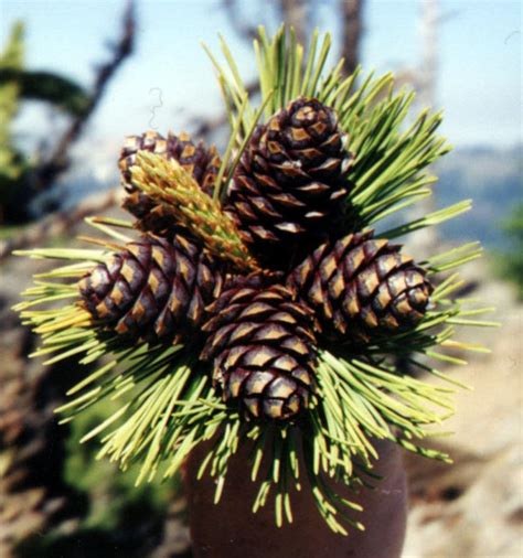 Pinus albicaulis (whitebark pine) description - The Gymnosperm Database