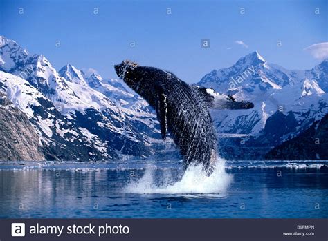 A breaching Humpback whale Glacier Bay Alaska Stock Photo: 23087869 - Alamy