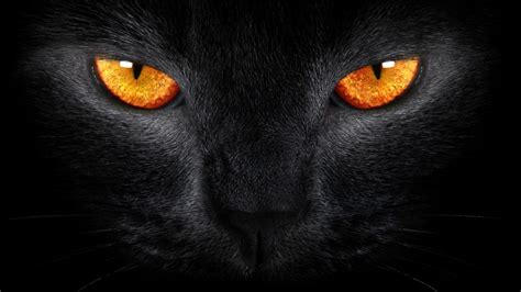 Tiger Eyes Wallpapers - Top Free Tiger Eyes Backgrounds - WallpaperAccess