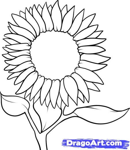 Sunflower Outline Drawing at GetDrawings | Free download