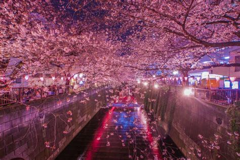 Meguro River Night Sakura (Nakameguro) Stock Image - Image of branch ...