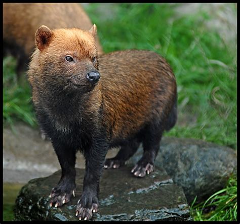 Bush Dog at Chester Zoo | The Bush Dog (Speothos venaticus) … | Flickr