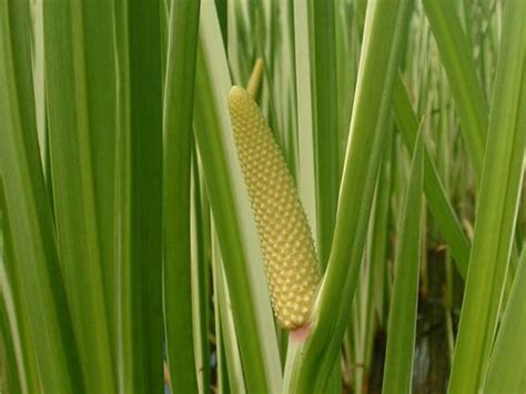 Calamus Root Essential Oil