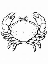 Free Printable Crab Coloring Pages For Kids sketch template