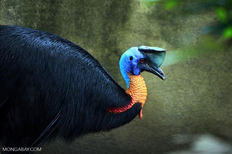 Northern Cassowary