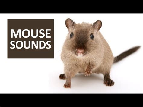 MOUSE SOUNDS for Cats | 5 Mice Squeaking Sound Effect HD - YouTube