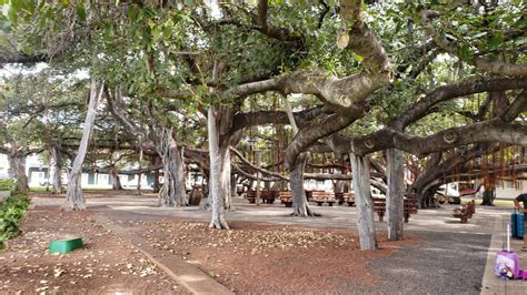 What is Special About Lahaina Banyan Tree in Maui? - Mindfulness Memories