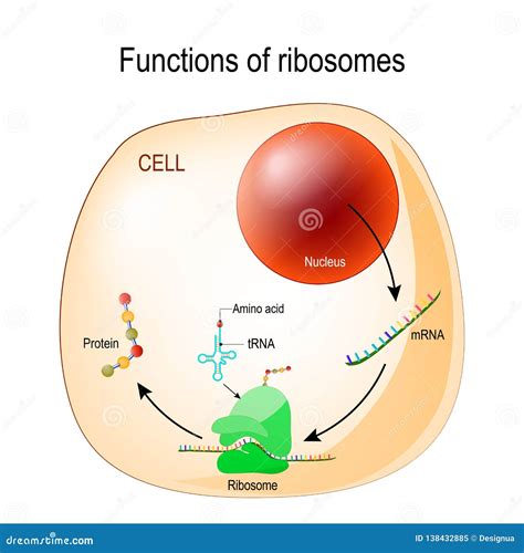 Función de ribosomas ilustración del vector. Ilustración de diagrama ...