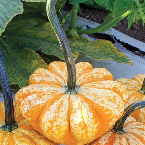 Sunrise F1 pumpkin seeds | Blue Pumpkin Seed Co