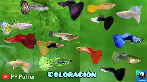 Guppys De Colores (Variedades de color Pez Guppy) - YouTube