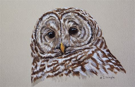 Barred Owl Drawing at PaintingValley.com | Explore collection of Barred Owl Drawing