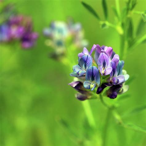 Alfalfa flower Photograph by Anne Jordan | Fine Art America