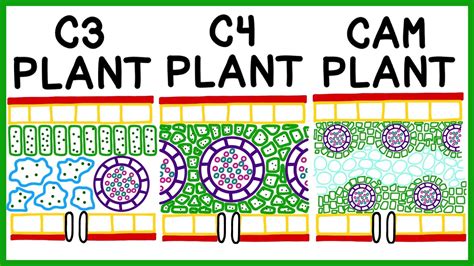 C3 Plants