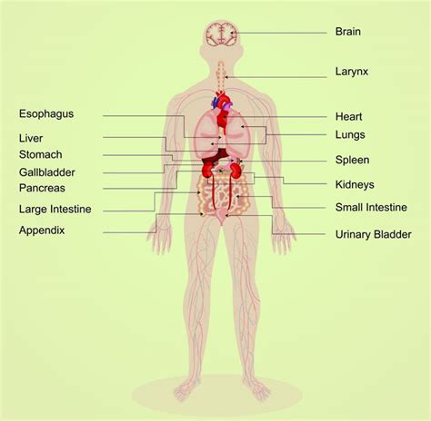 30 Informative Facts, Diagram & Parts Of Human Body For Kids