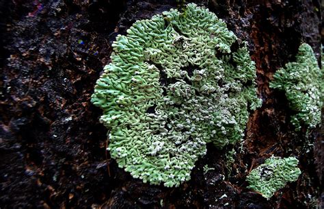Lichen on tree. | Algae, lichens and moss are non-parasitic … | Flickr
