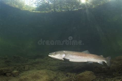 Common Huchen Hucho Hucho Underwater, Danube Salmon Stock Photo - Image of tundra, european ...