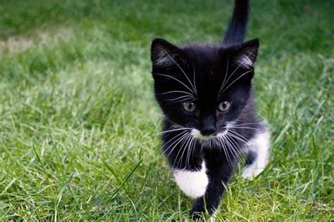 Gato Blanco y Negro | Gato blanco y negro, Animales bebés, Gatos