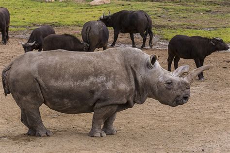 Super-Rare White Rhino Doing Better, Returned to Enclosure - Times of San Diego