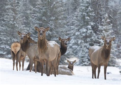 Outside: Winter Elk - Big Sky Journal