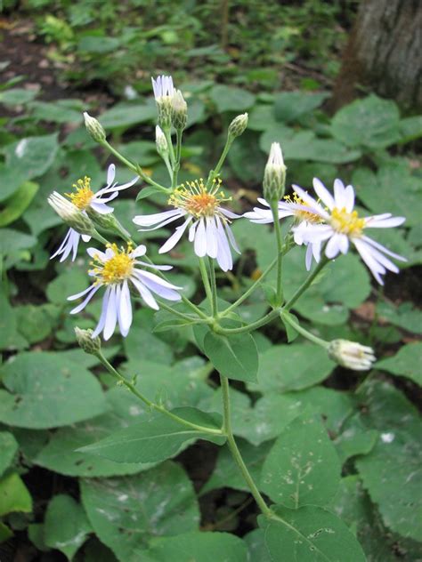 Eurybia macrophylla | Macrophylla, Sorrel plant, Shade garden