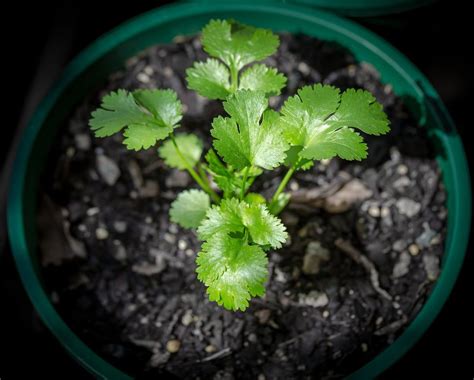 How To Grow Coriander | DIY Garden