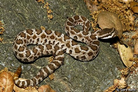 California Rattlesnakes