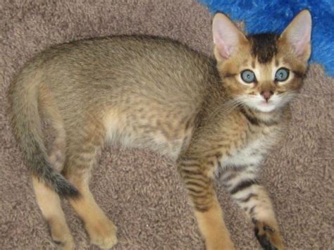 Chausie Kittens 8 weeks for Sale in Lake San Marcos, California Classified | AmericanListed.com