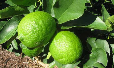 10 Lime Tree Varieties You Should Consider - Epic Gardening