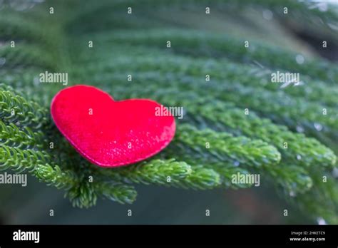 red hearts on a pine background Conveys the love between two people that refreshes the ...