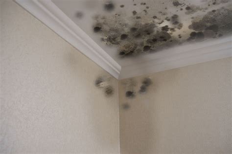 What are the Stages of Mold Damage in a House? - Nationwide Restorations