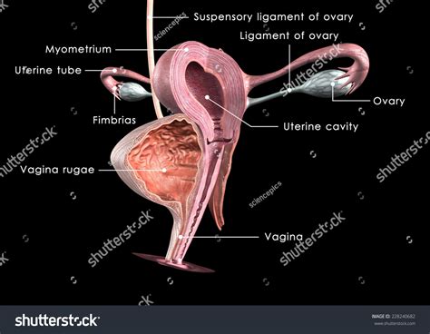 Female Reproductive System Stock Photo 228240682 : Shutterstock