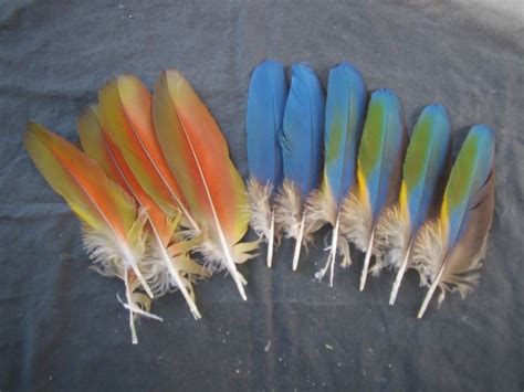 Scarlet Macaw Wing Feathers | Parrot Feathers for sale | Macaw Nutz!