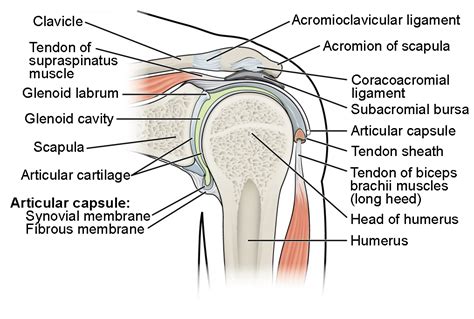 Shoulder Joint Anatomy Ligaments