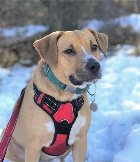 Black Mouth Cur Lab Mix: A Loyal Labrador Mix You Will Love