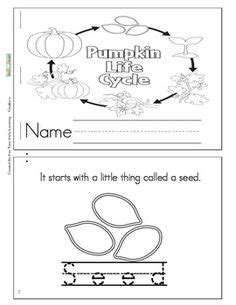 8 Best Images of Pumpkin Life Cycle Booklet Printable - Free Pumpkin Life Cycle Printables ...