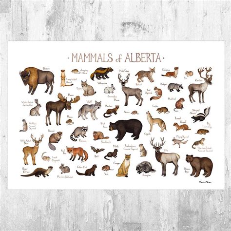 Alberta Mammals Field Guide Art Print - Animals Of Canada - Canadian ...