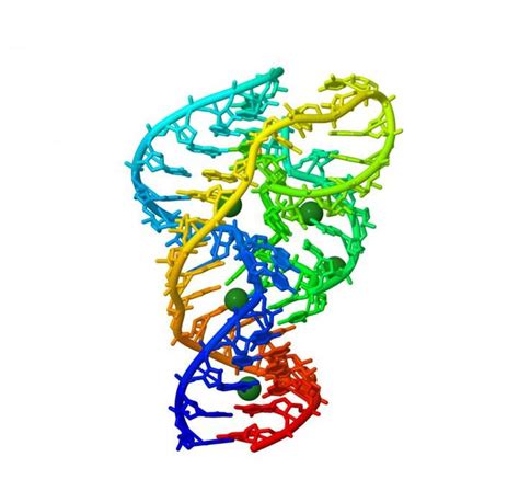 Analysis of the Ribozyme Finds a High Tolerance for Mutation | Cell And Molecular Biology